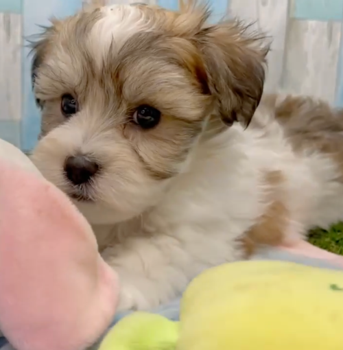 small havachon puppy sitting next to pink and yellow toys